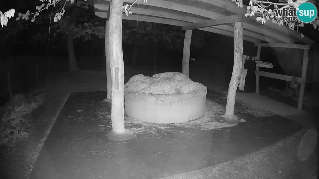 Le Zebre nello ZOO di Ljubljana – Slovenia Live webcam