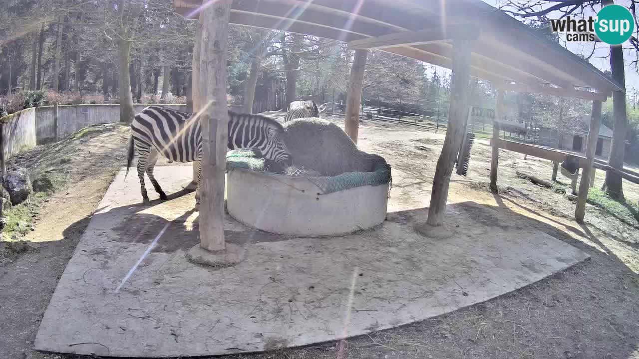 Camera en vivo Cebras in Ljubljana ZOO – Eslovenia