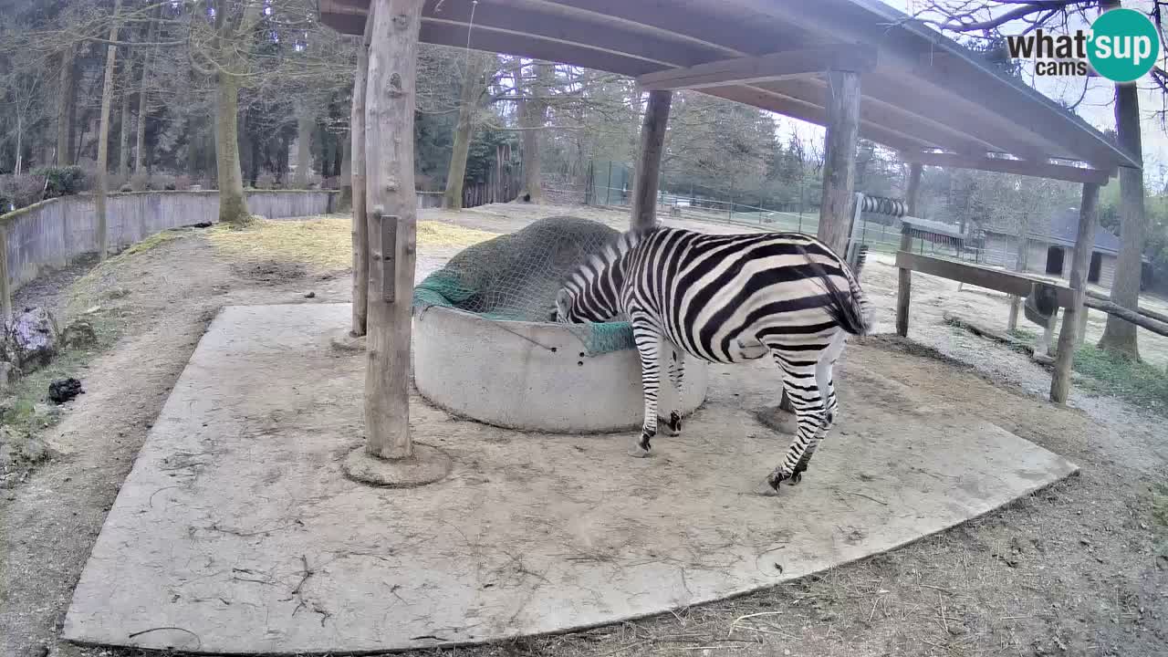 Live webcam Zebras in Ljubljana ZOO – Slovenia