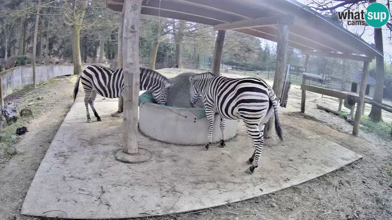 Live webcam Zebras in Ljubljana ZOO – Slovenia