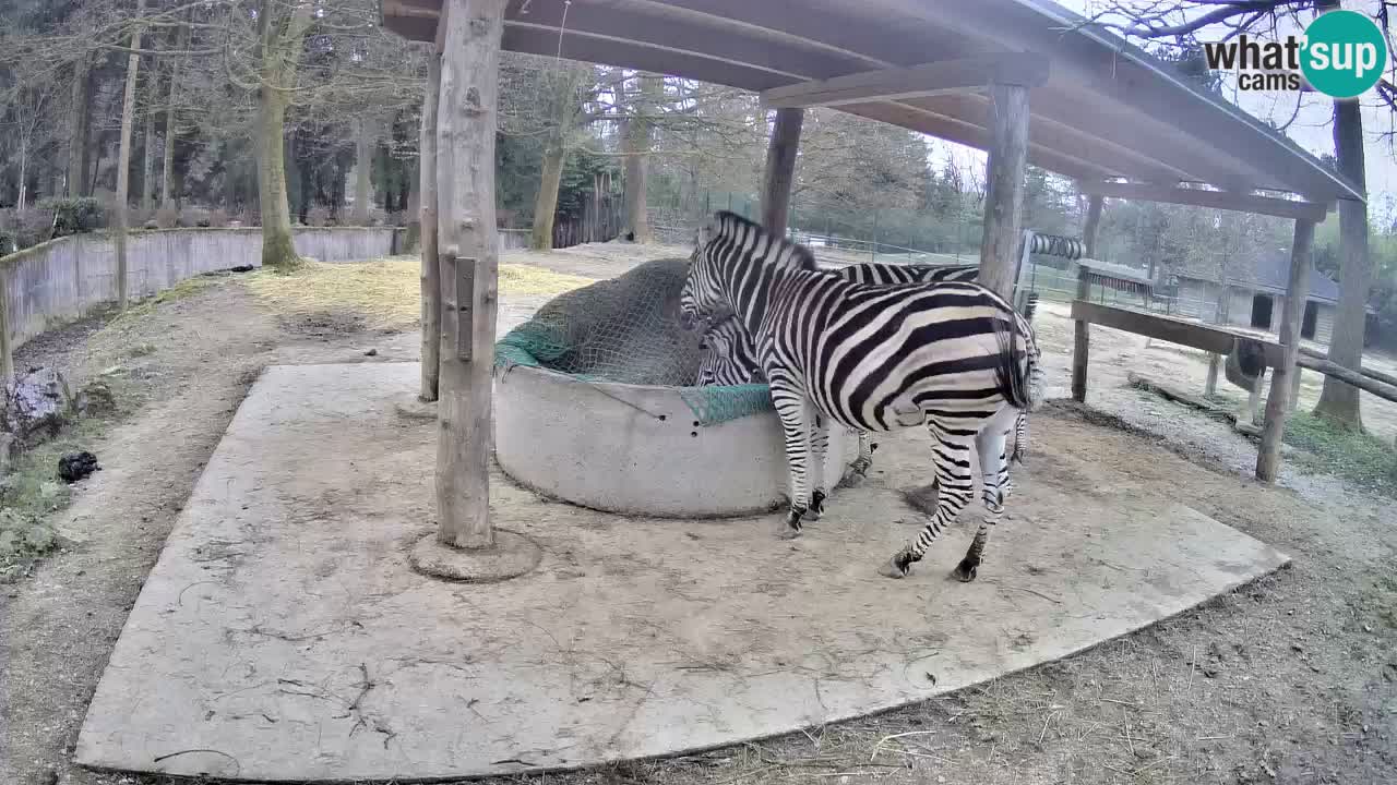 Live webcam Les zèbres in Ljubljana ZOO – Slovénie