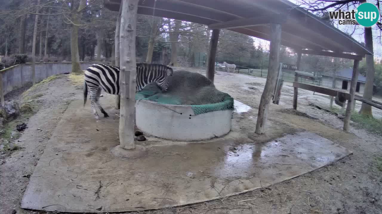 Live webcam Les zèbres in Ljubljana ZOO – Slovénie