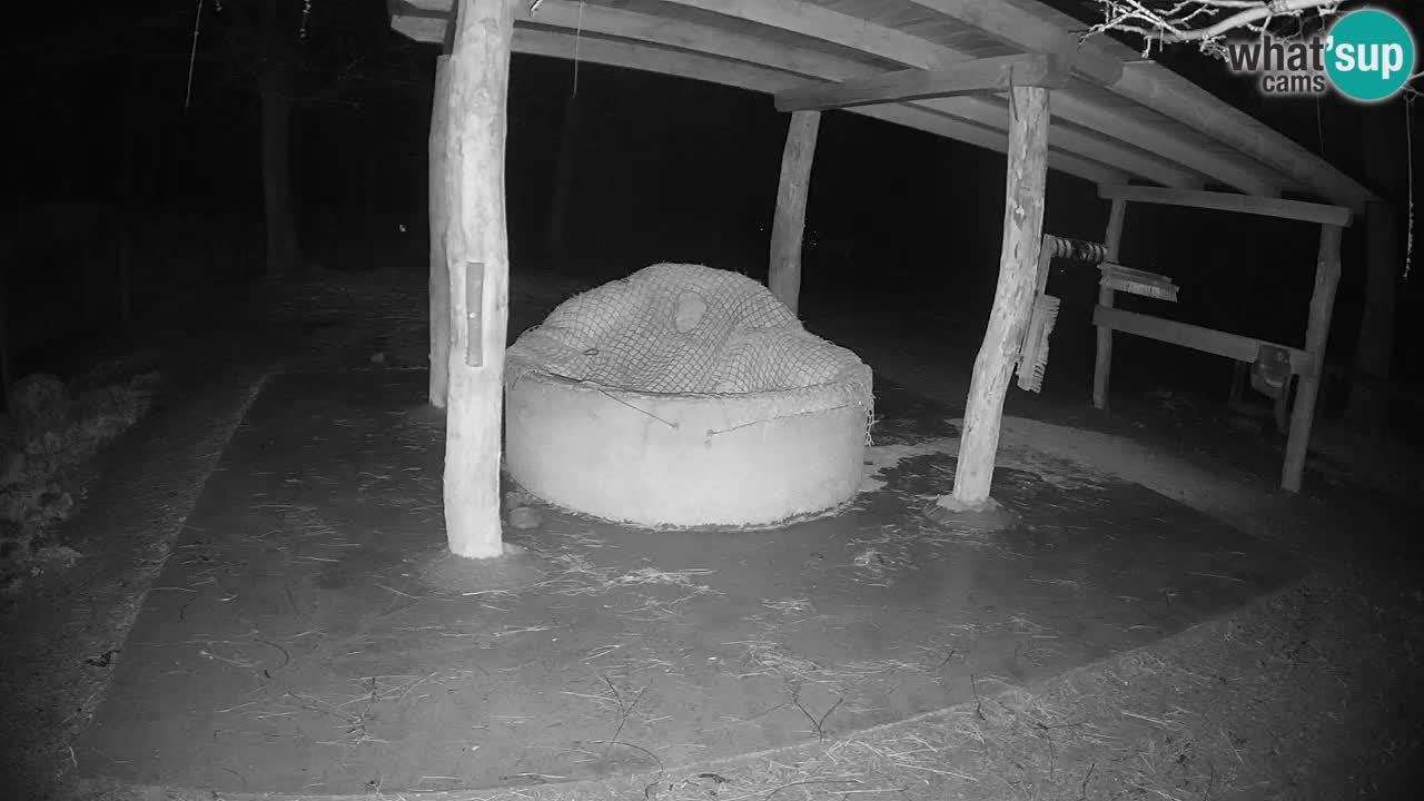 Live webcam Zebras in Ljubljana ZOO – Slovenia