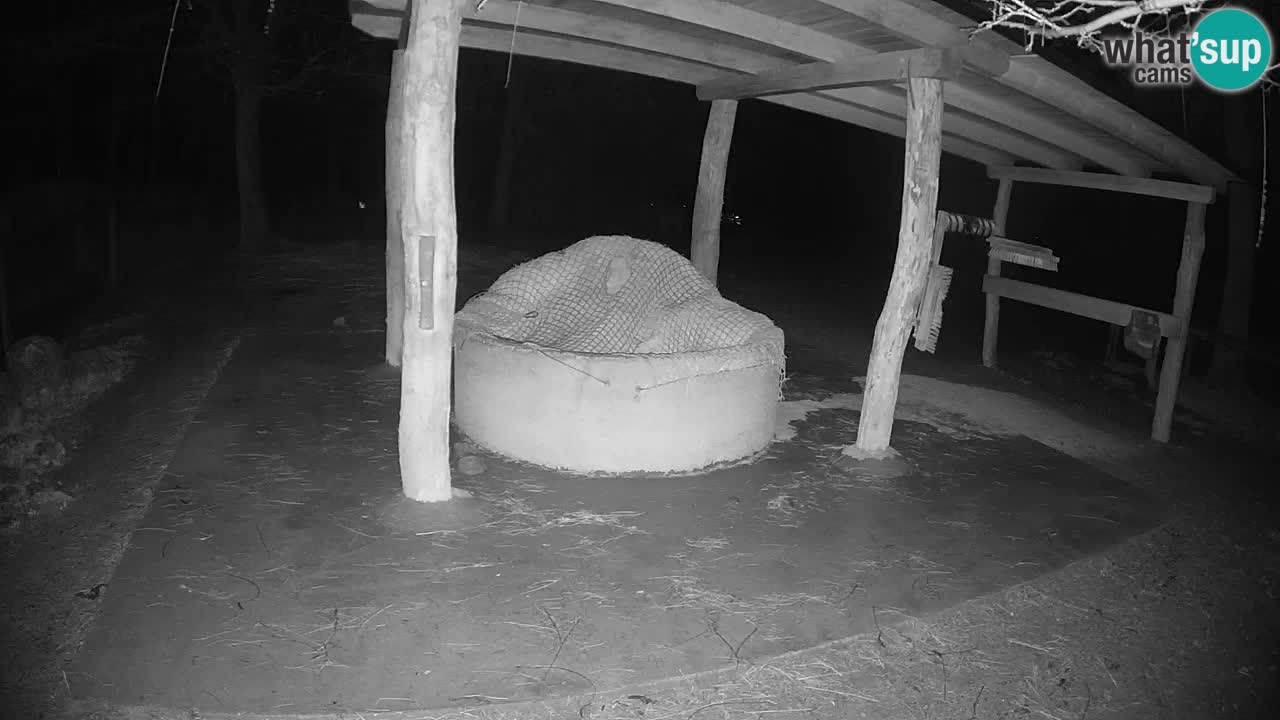 Live webcam Zebras in Ljubljana ZOO – Slovenia