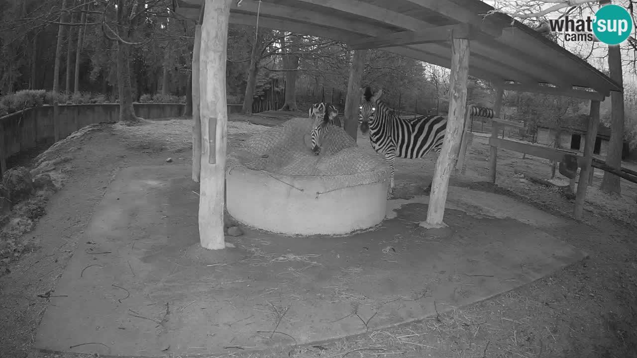 Live webcam Zebras in Ljubljana ZOO – Slovenia