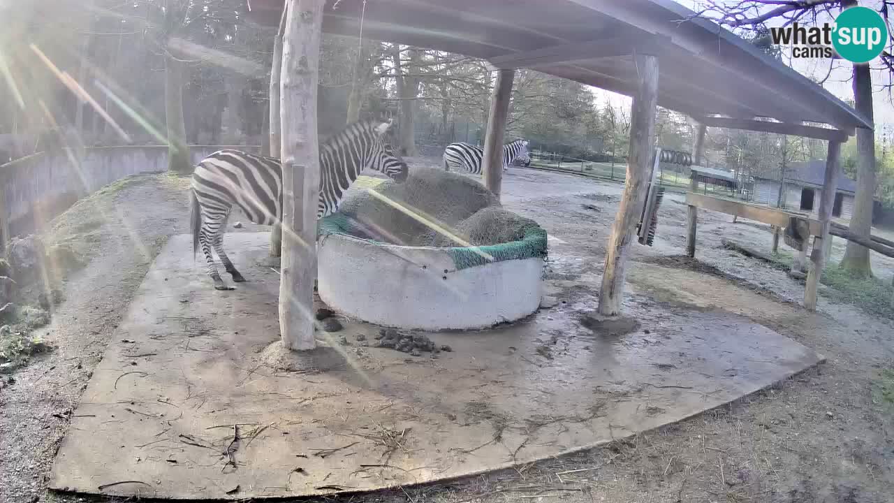 Live webcam Zebras in Ljubljana ZOO – Slovenia