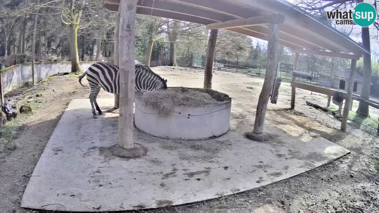 Zebre v živo v živalskem vrtu Ljubljana ZOO spletne kamere