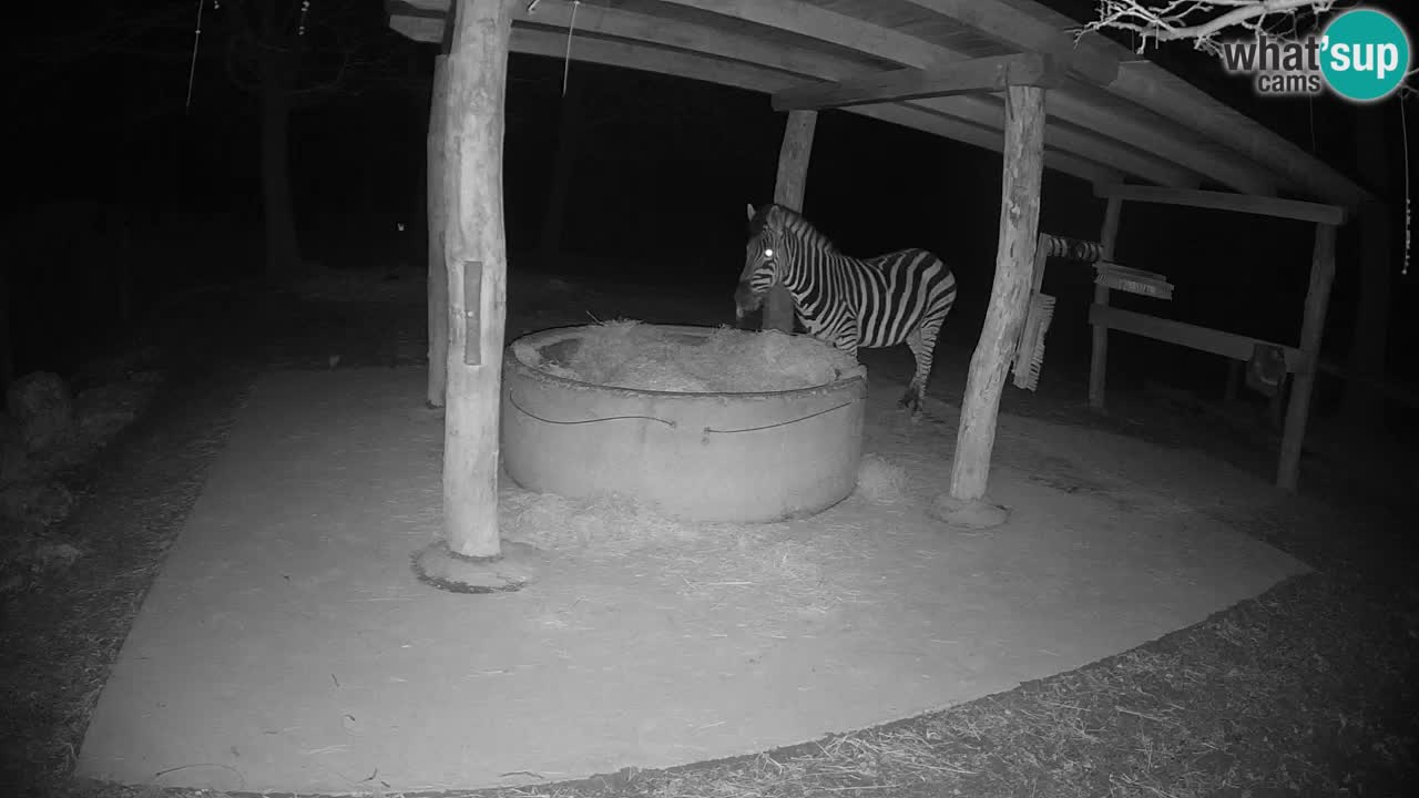 Web kamera uživo Zebras u ZOO Ljubljana – Slovenija