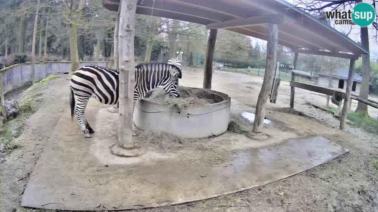 Live webcam Zebras in Ljubljana ZOO – Slovenia
