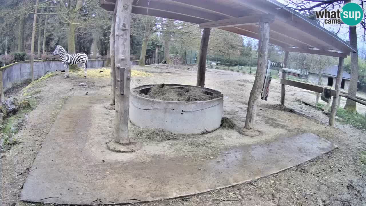 Live webcam Zebras in Ljubljana ZOO – Slovenia