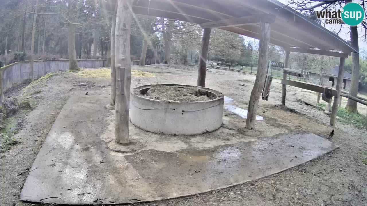 Live webcam Zebras in Ljubljana ZOO – Slovenia