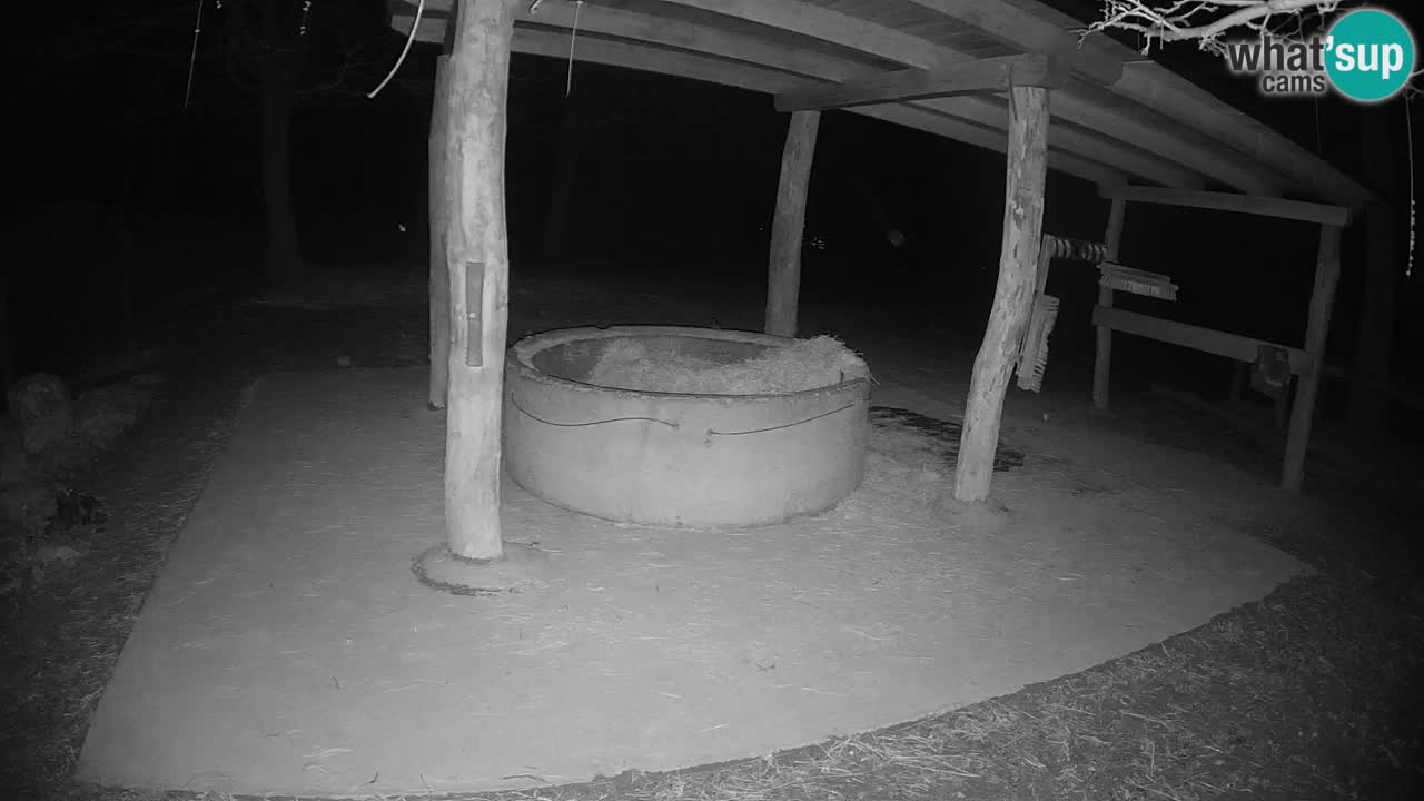 Live webcam Zebras in Ljubljana ZOO – Slovenia