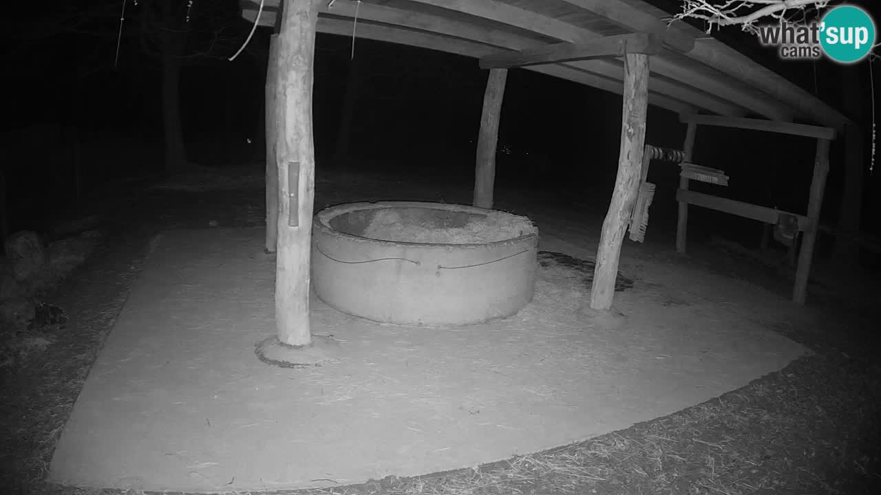 Live webcam Zebras in Ljubljana ZOO – Slovenia