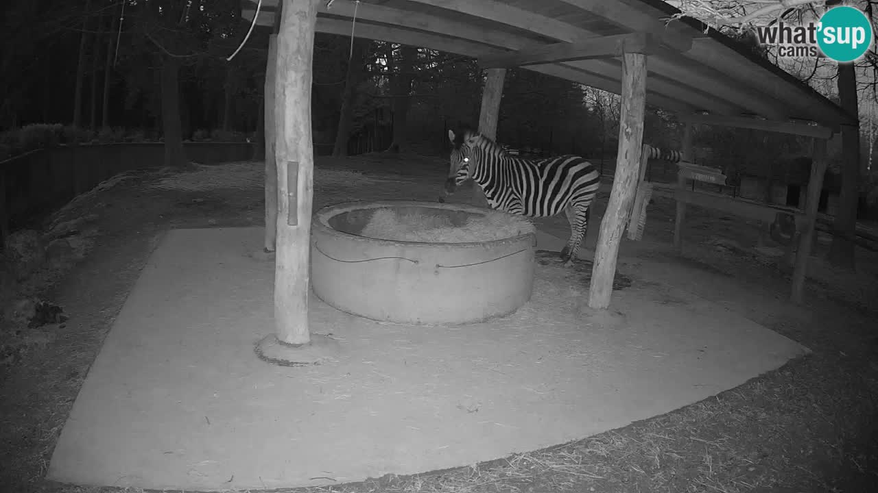 Web kamera uživo Zebras u ZOO Ljubljana – Slovenija