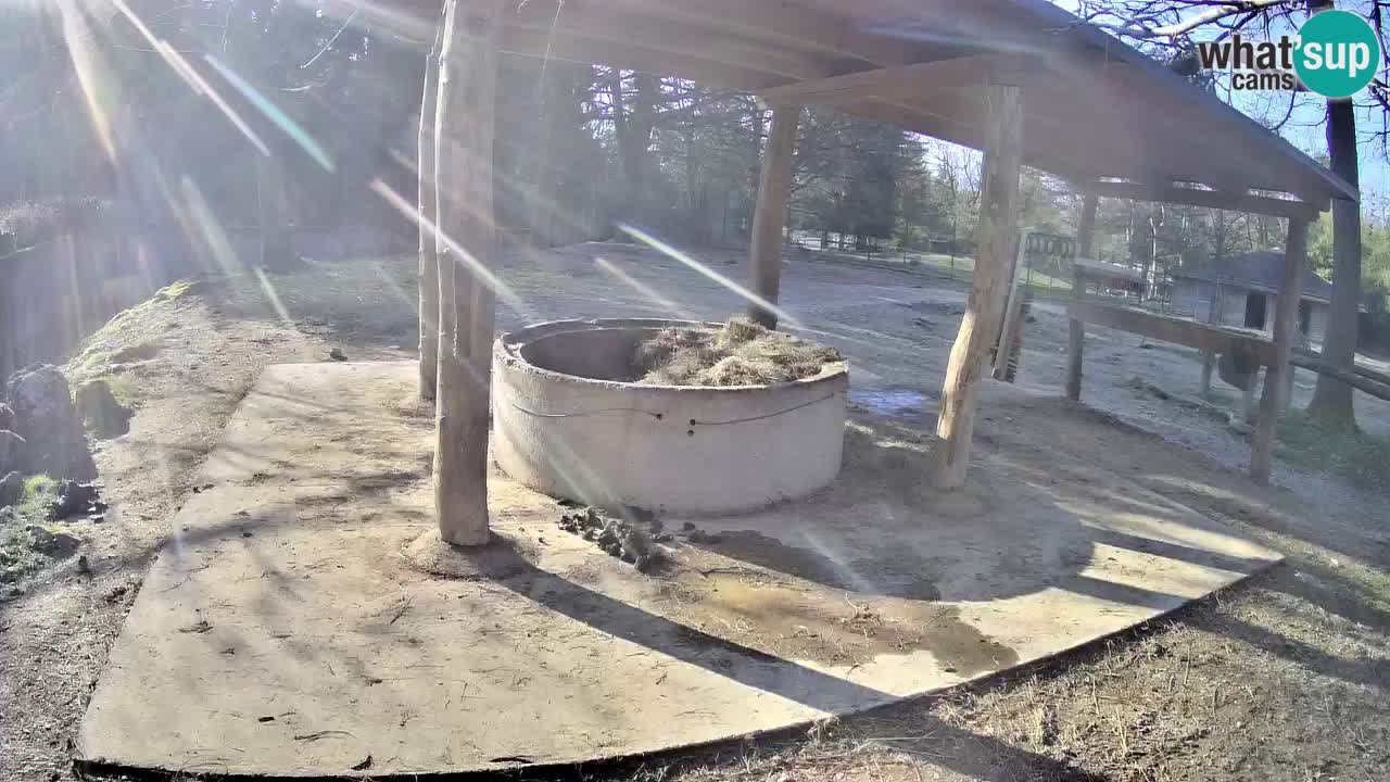 Le Zebre nello ZOO di Ljubljana – Slovenia Live webcam