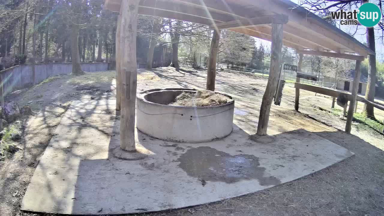 Live webcam Les zèbres in Ljubljana ZOO – Slovénie