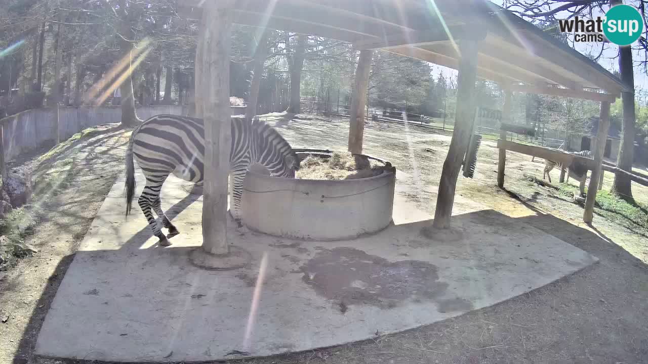 Web kamera uživo Zebras u ZOO Ljubljana – Slovenija