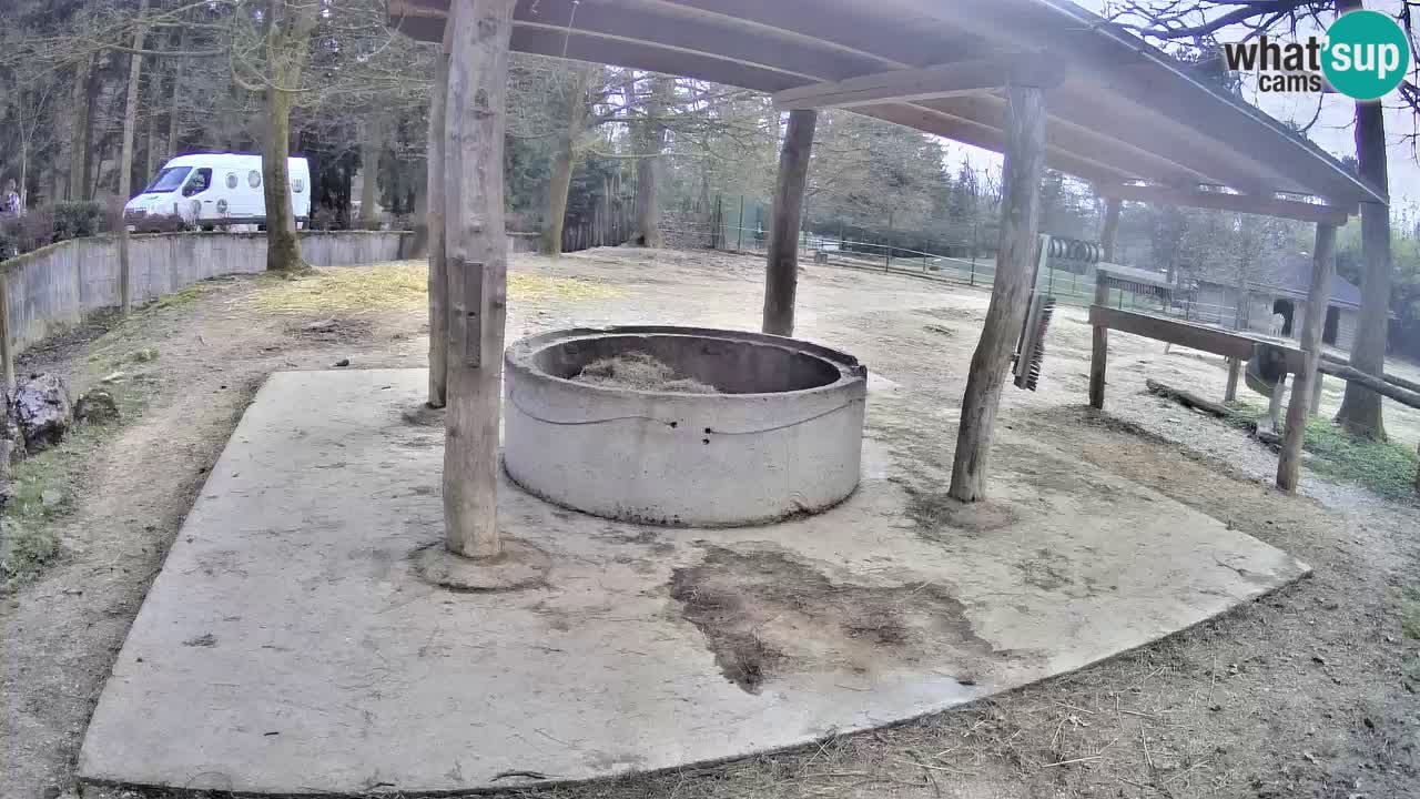 Live Webcam Zebras in Ljubljana ZOO – Slowenien