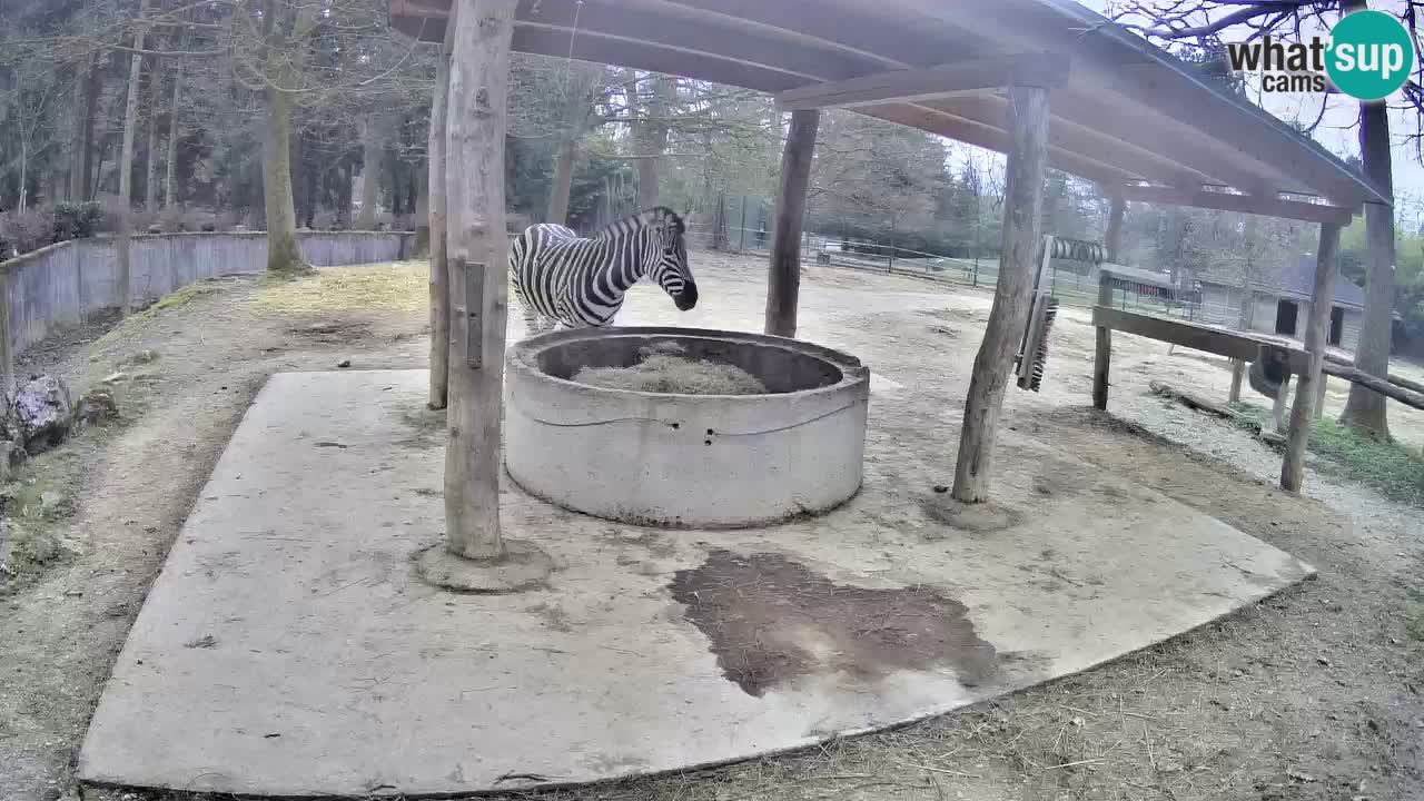 Zebre v živo v živalskem vrtu Ljubljana ZOO spletne kamere