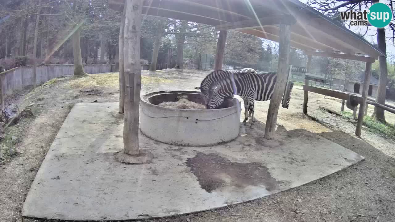 Zebre v živo v živalskem vrtu Ljubljana ZOO spletne kamere