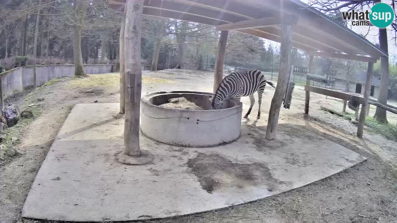 Le Zebre nello ZOO di Ljubljana – Slovenia Live webcam