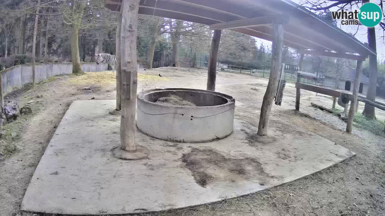 Live webcam Les zèbres in Ljubljana ZOO – Slovénie