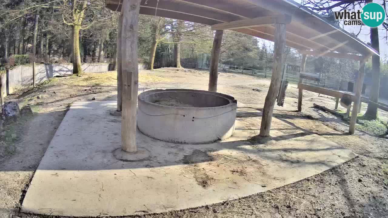 Zebre v živo v živalskem vrtu Ljubljana ZOO spletne kamere