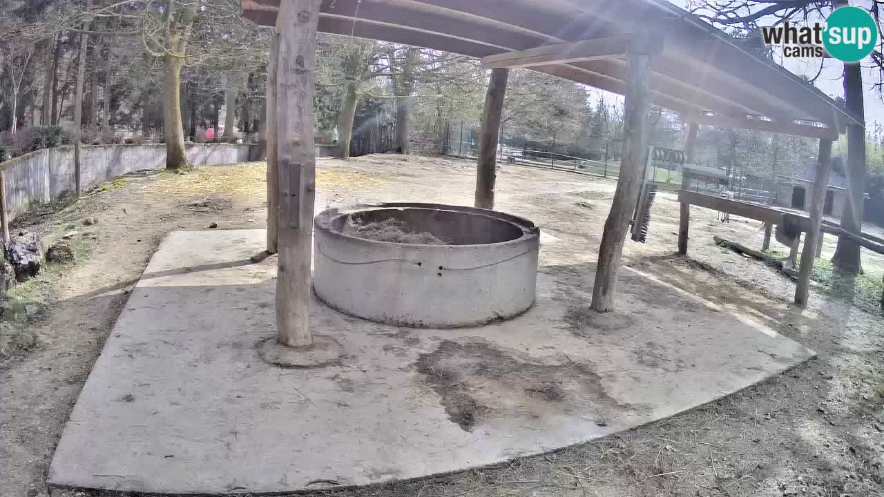 Live webcam Les zèbres in Ljubljana ZOO – Slovénie