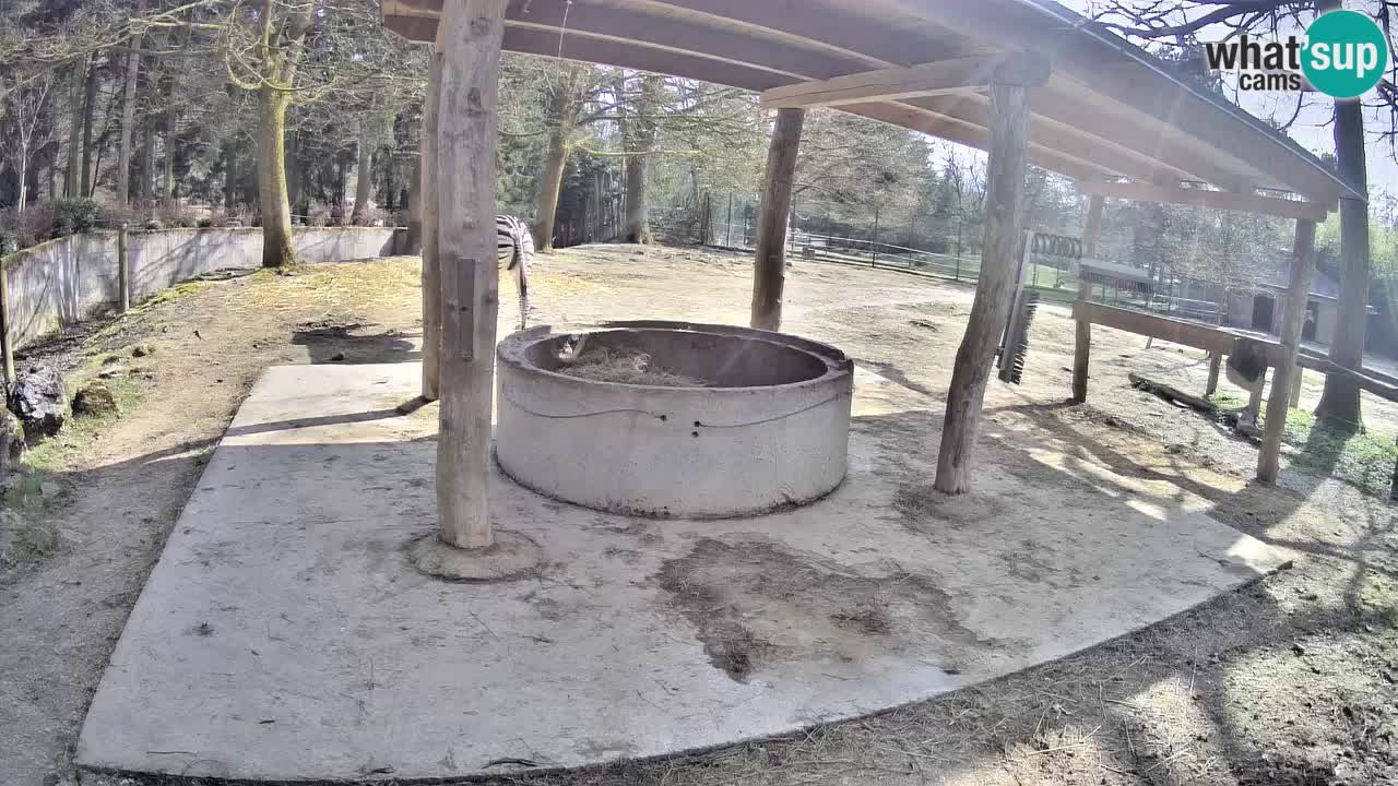 Live webcam Zebras in Ljubljana ZOO – Slovenia