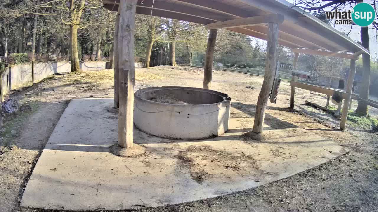 Web kamera uživo Zebras u ZOO Ljubljana – Slovenija