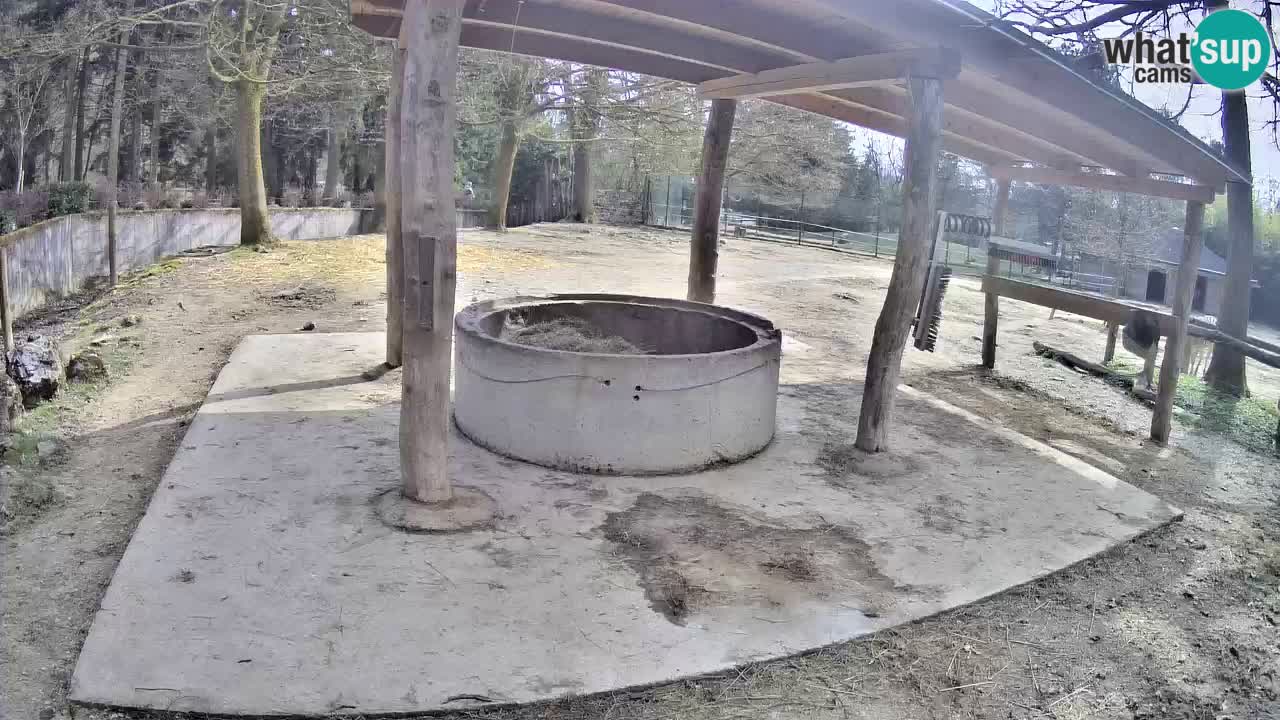 Zebre v živo v živalskem vrtu Ljubljana ZOO spletne kamere