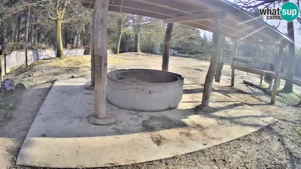 Le Zebre nello ZOO di Ljubljana – Slovenia Live webcam