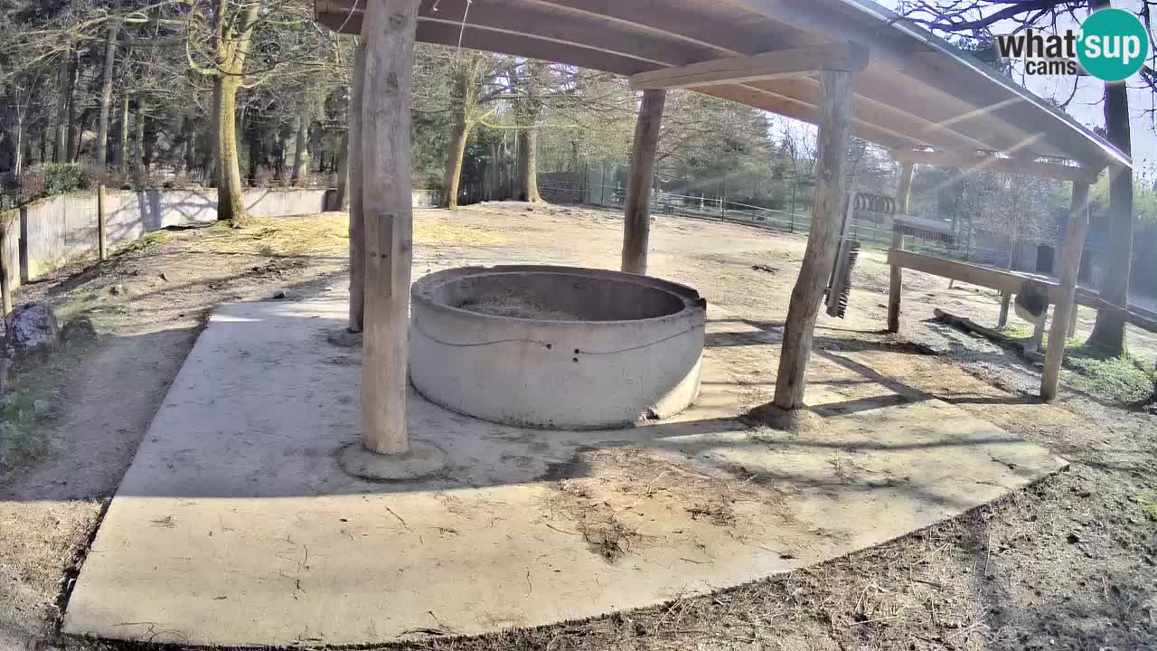 Le Zebre nello ZOO di Ljubljana – Slovenia Live webcam