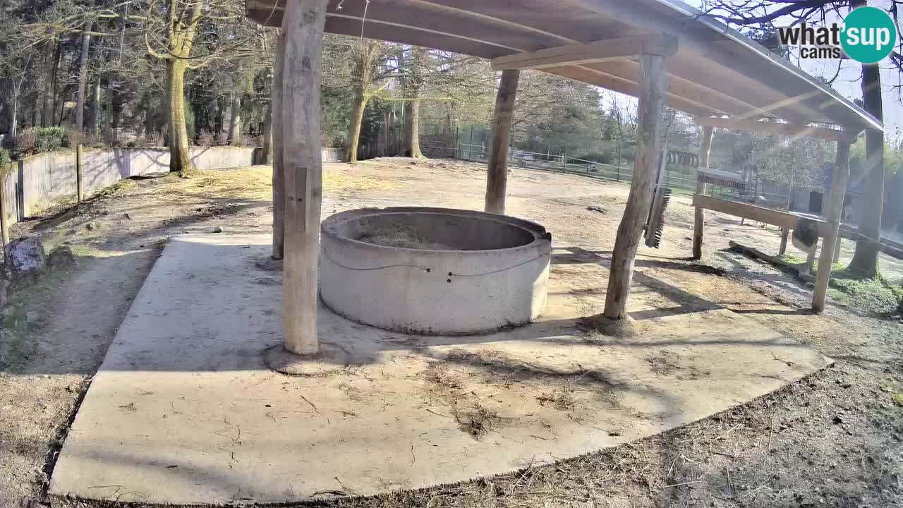 Live webcam Les zèbres in Ljubljana ZOO – Slovénie