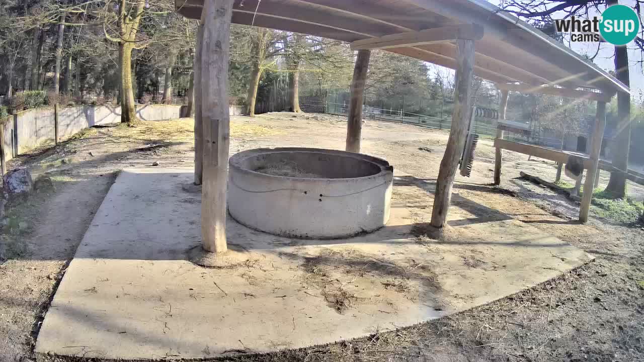 Camera en vivo Cebras in Ljubljana ZOO – Eslovenia