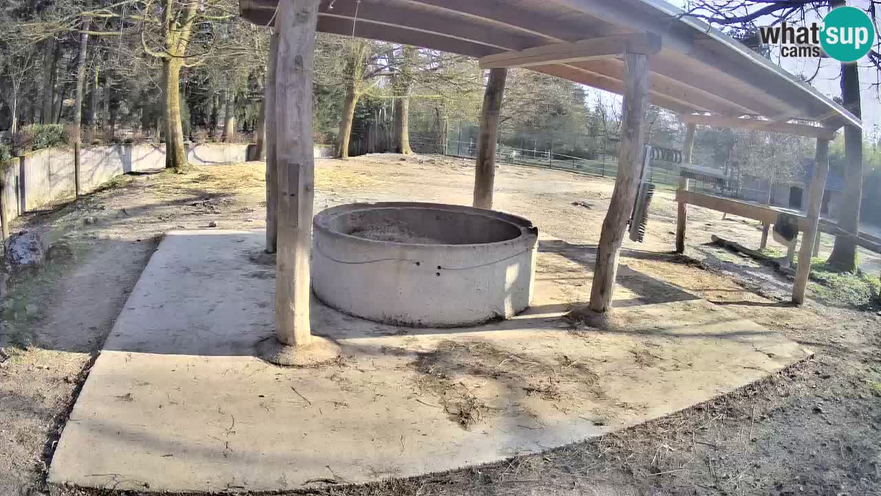 Camera en vivo Cebras in Ljubljana ZOO – Eslovenia