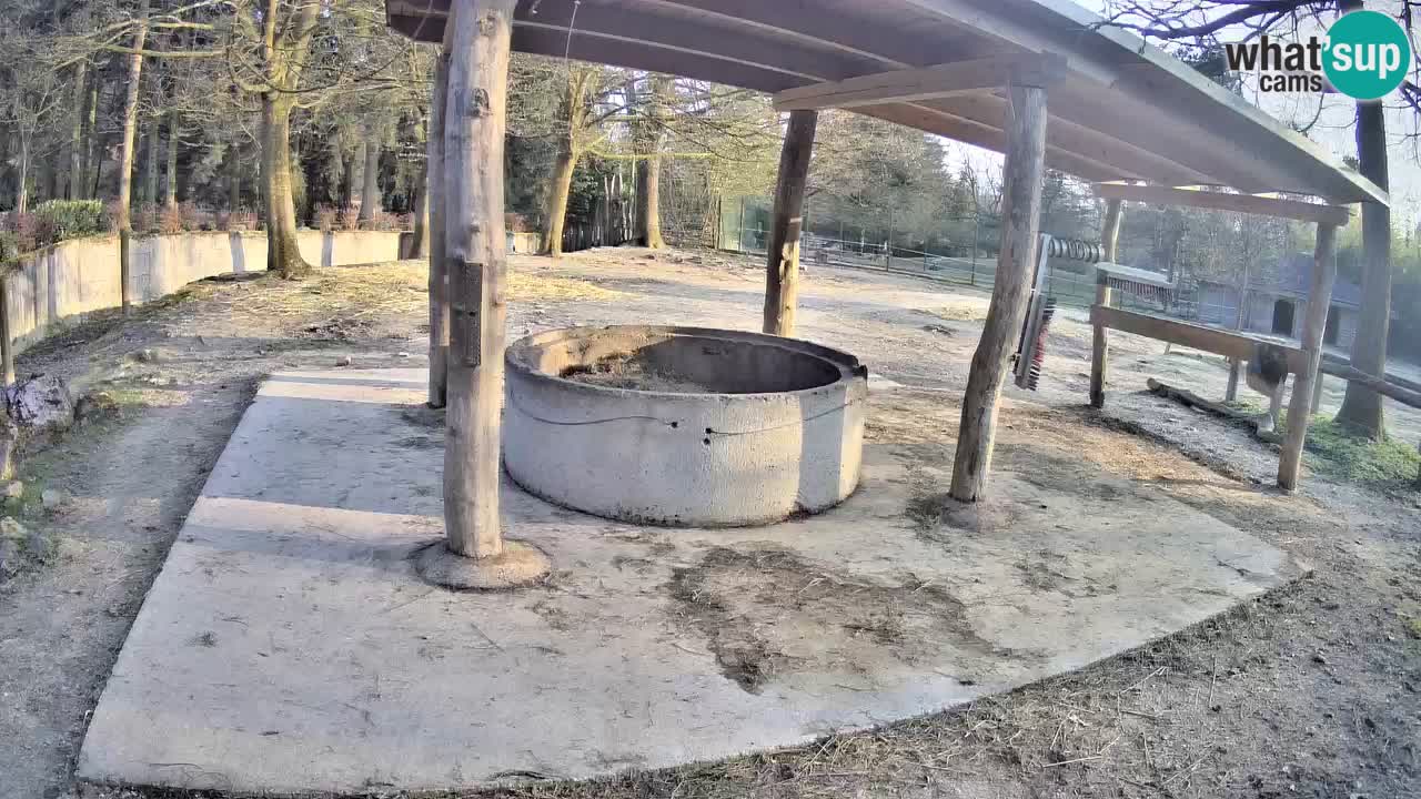 Live webcam Zebras in Ljubljana ZOO – Slovenia