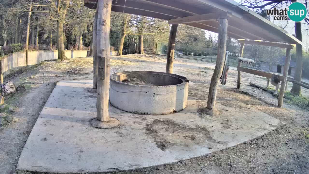 Le Zebre nello ZOO di Ljubljana – Slovenia Live webcam