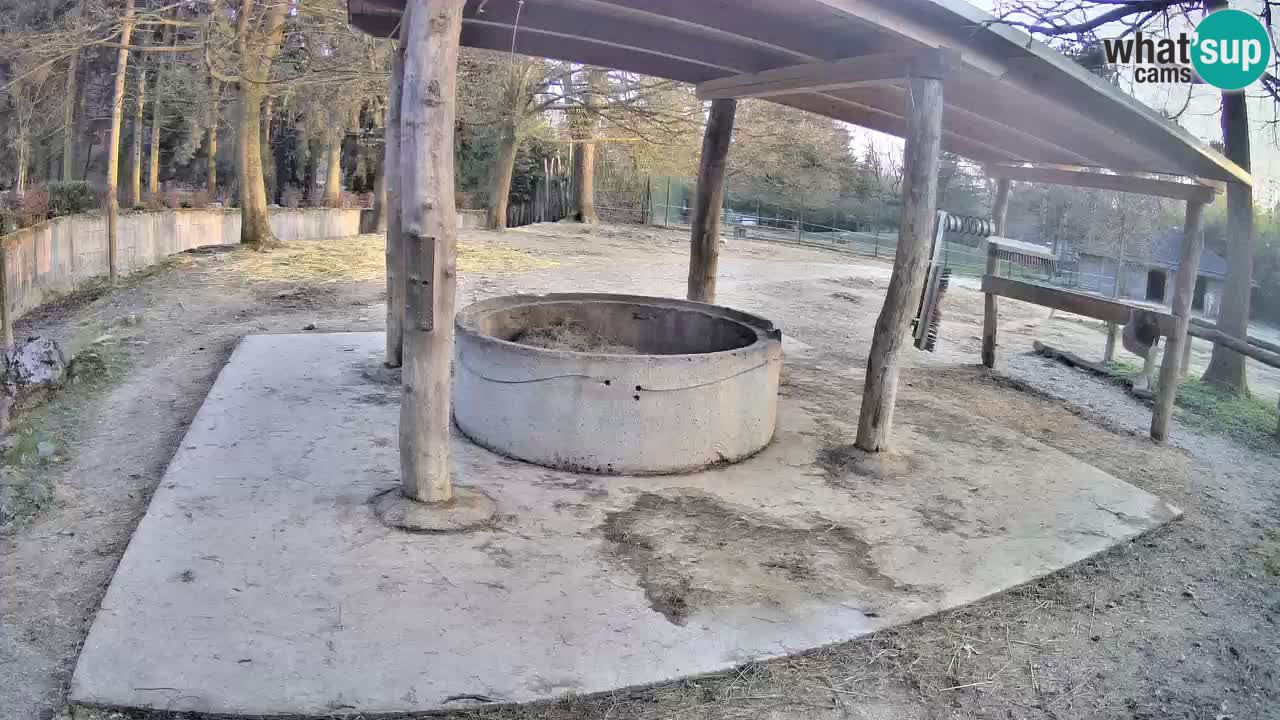 Le Zebre nello ZOO di Ljubljana – Slovenia Live webcam