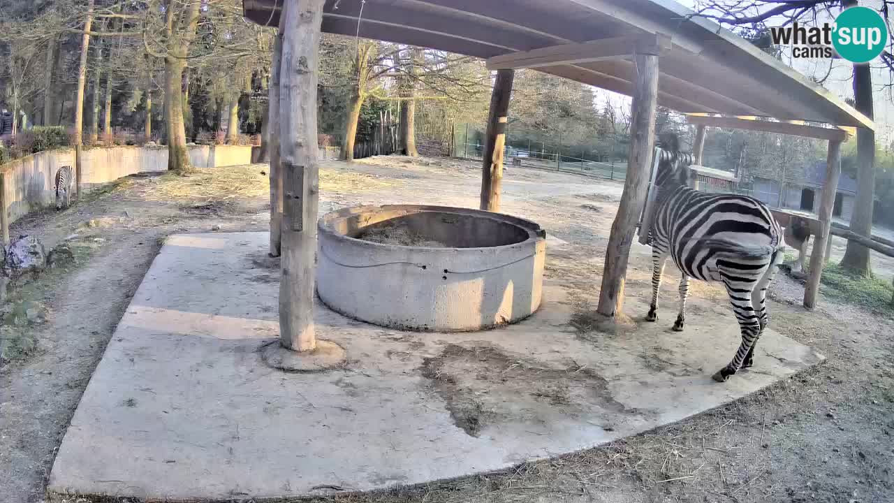 Le Zebre nello ZOO di Ljubljana – Slovenia Live webcam