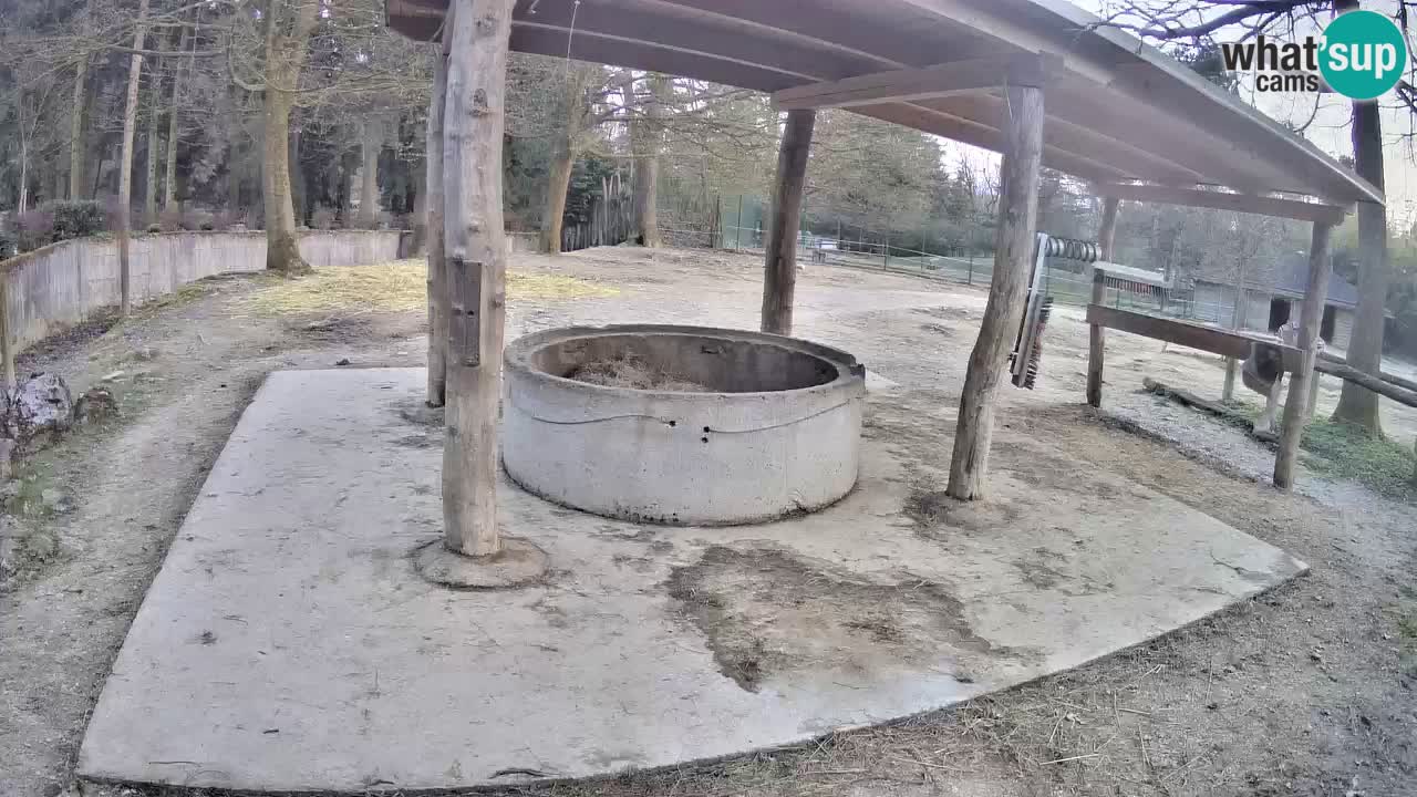 Le Zebre nello ZOO di Ljubljana – Slovenia Live webcam