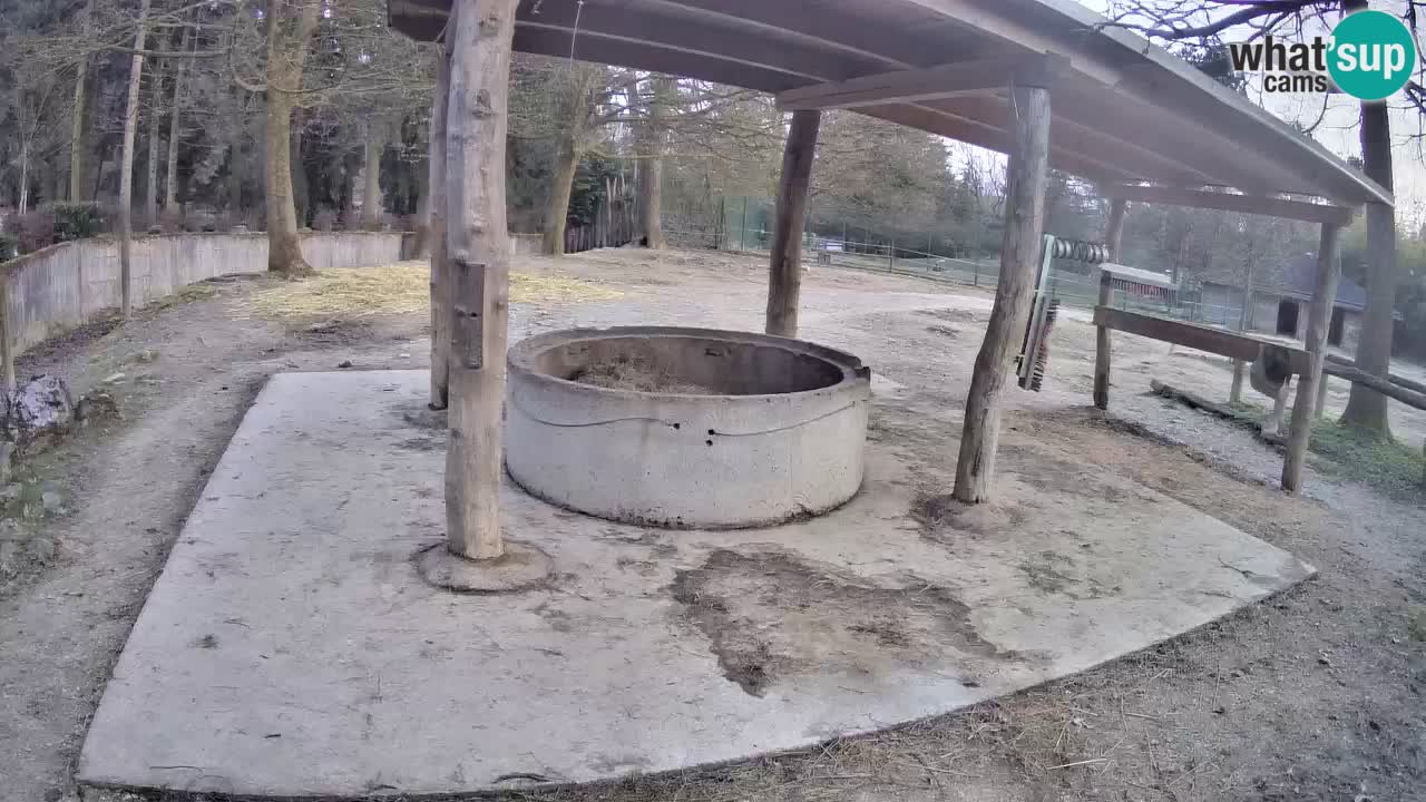 Live webcam Les zèbres in Ljubljana ZOO – Slovénie