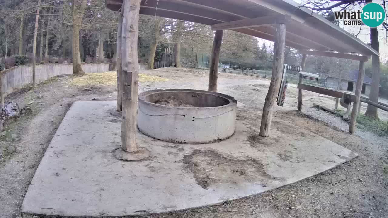 Le Zebre nello ZOO di Ljubljana – Slovenia Live webcam