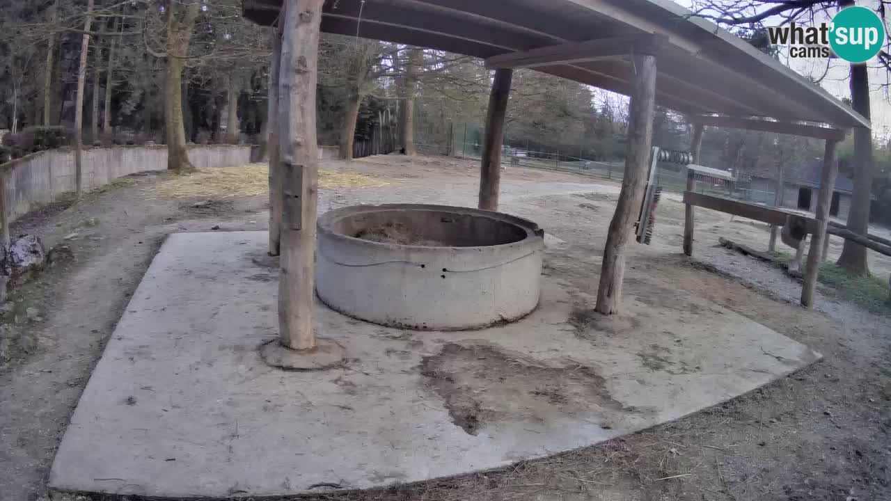 Camera en vivo Cebras in Ljubljana ZOO – Eslovenia