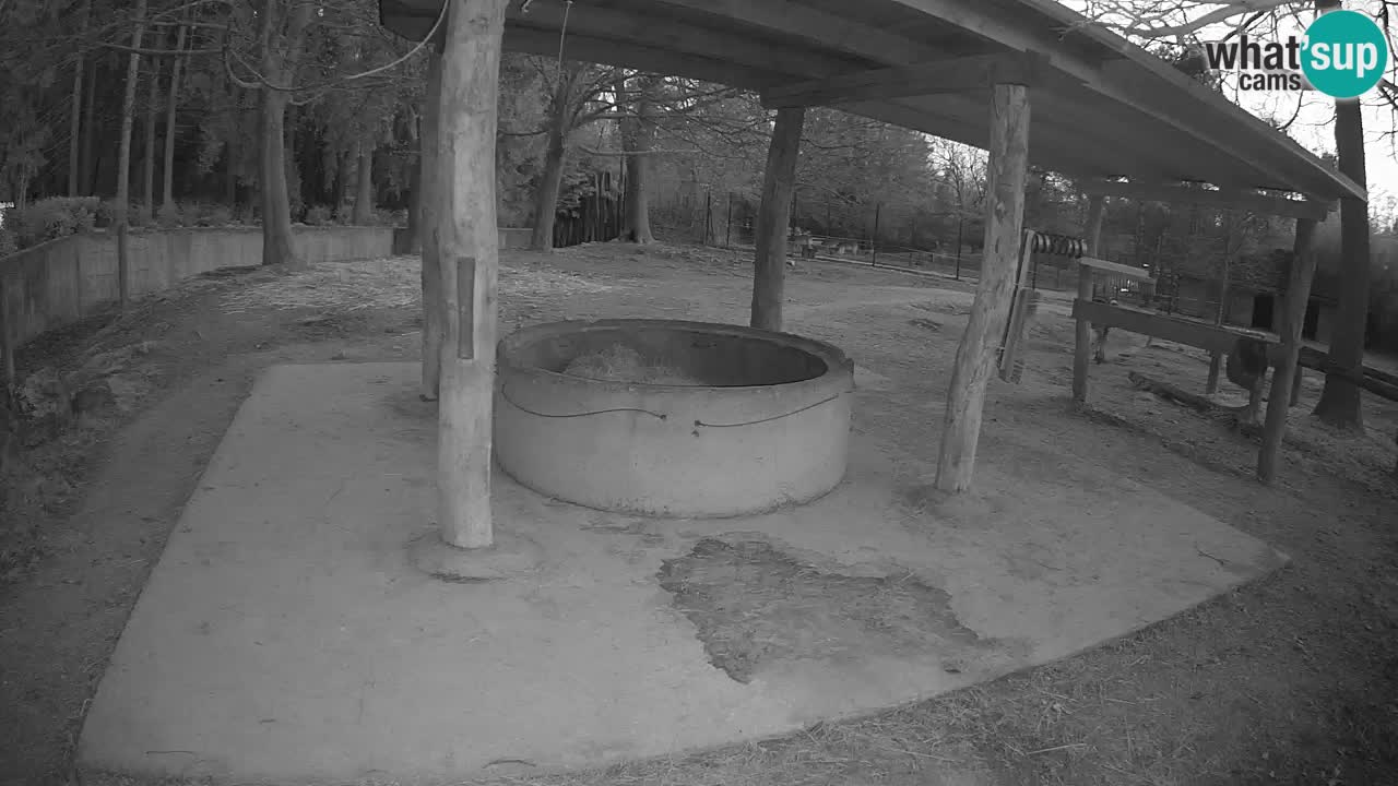 Live webcam Zebras in Ljubljana ZOO – Slovenia