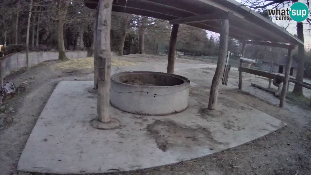 Web kamera uživo Zebras u ZOO Ljubljana – Slovenija