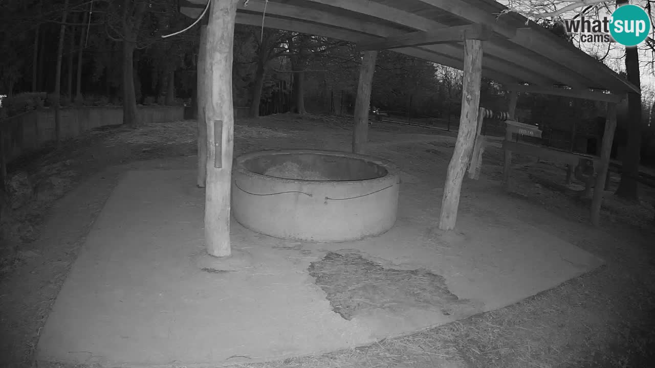 Le Zebre nello ZOO di Ljubljana – Slovenia Live webcam