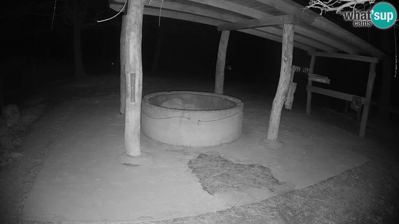 Live webcam Zebras in Ljubljana ZOO – Slovenia