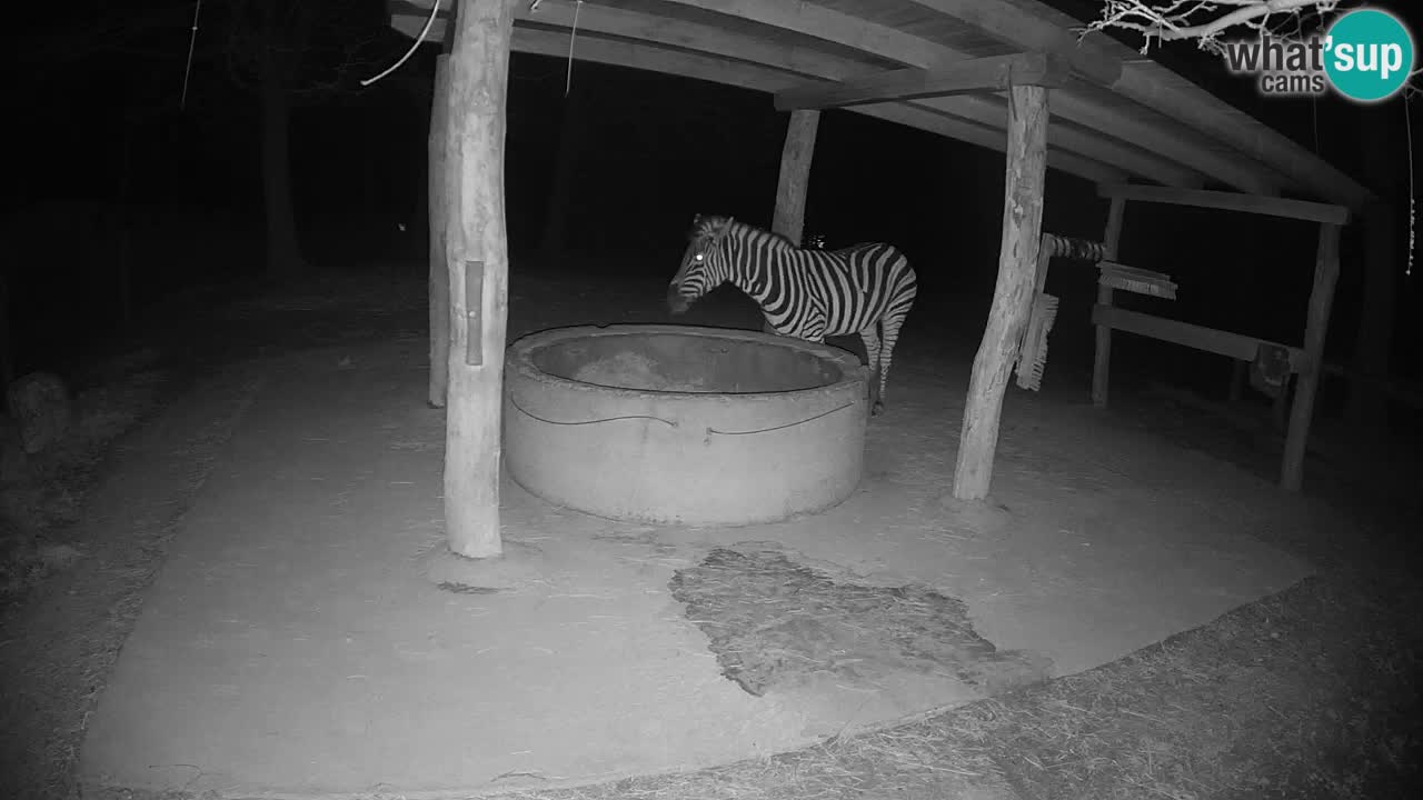 Zebre v živo v živalskem vrtu Ljubljana ZOO spletne kamere