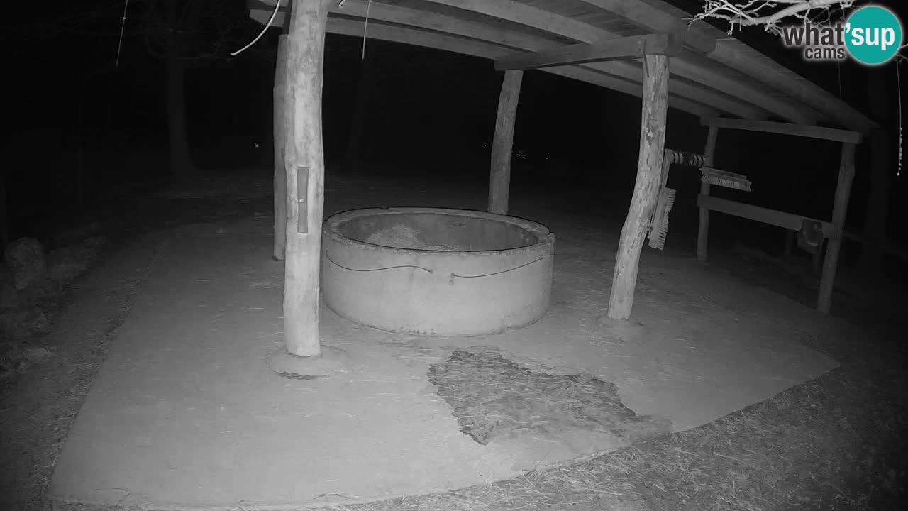 Le Zebre nello ZOO di Ljubljana – Slovenia Live webcam